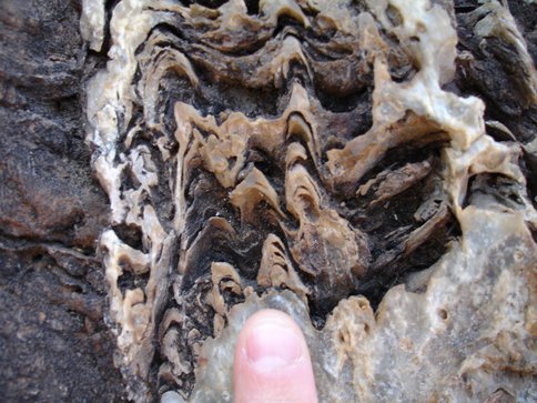 Archean Conical Stromatolites