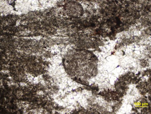 Microfossils in the Laminae of Neoproterozoic Cap Carbonates From the Rasthof Formation