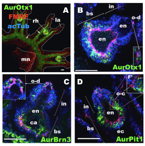 Figure 1: Expression of the Genes Otx1, Pit1, and Brn3 in the Jellyfish Aurelia Sp. 1