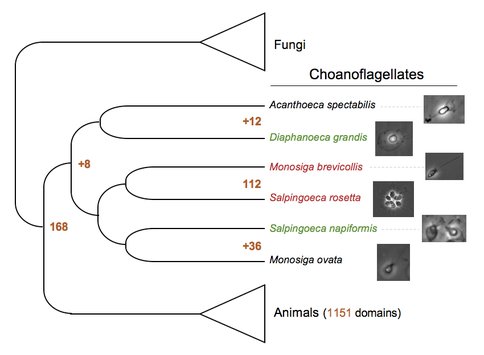 Choanoflagellate Phylogeny and the Reconstruction of Protein Domain Evolution Preceding Animal O
