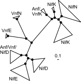 Phylogram of the REaltionship Between the NifDK and NifEN