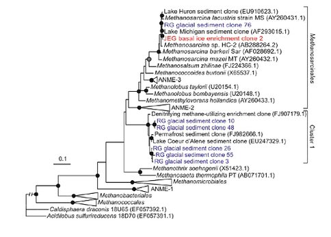 Maximum-Likelihood Phylogenetic Tree of Archaeal 16S rRNA Genes