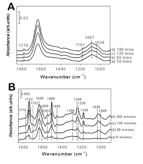 Spectral Signatures of Nitrite Adsorption on a Pyrite Surface