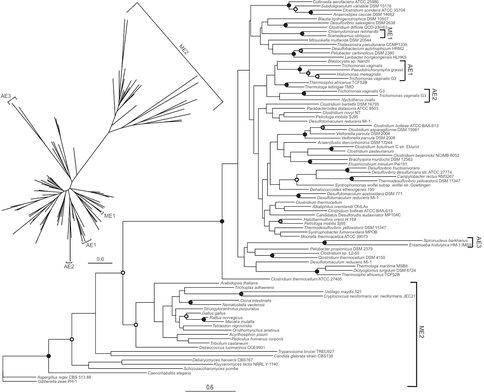 Phylogenetic Relationships Between HydA ([FeFe]-hydrogenases and Nar1p