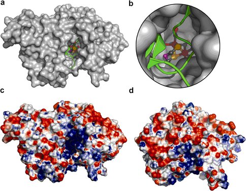 Structure of the 2Fe Subcluster Deficient State of an Algal [FeFe]-Hydrogenase