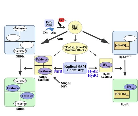 Unifying Themes of Iron-Sulfur Cluster Biosynthesis