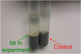 Growth Experiments From Deeply-Buried Marine Sediment