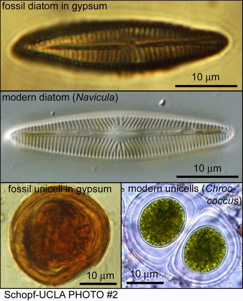 Fossil Preservation in Miocene and Permian Sulfates