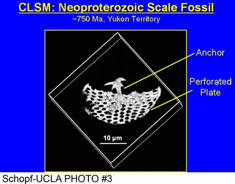 Apatite-Biomineralized Neoproterozoic Protists