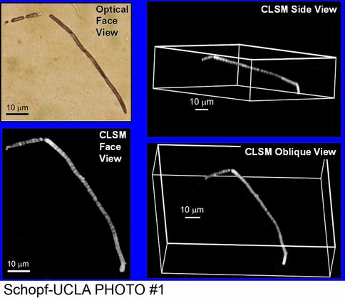 Fossil Preservation in Recent Sulfates