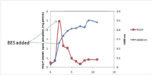 Poly-Phosphate Production in Methanosarcina Acetivorans