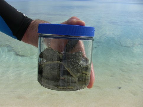 Figure 3: Shark Bay Stromatolites