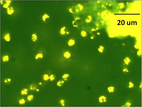 Synechococcus Aggregates