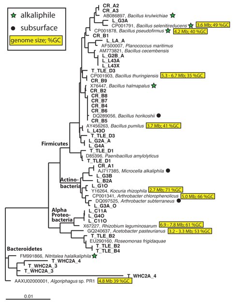 Phylogenetic Tree of Microbes Associated With Sub-Surface Fluids in Active Serpentinizati