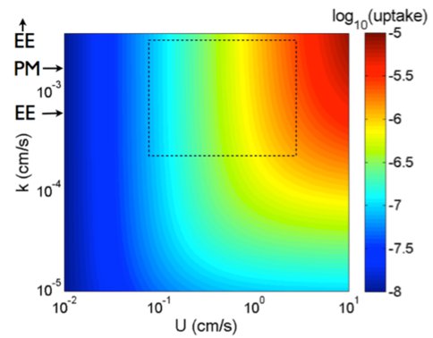 Fig 2. &#8211; Uptake at the Surface of Rangeomorphs