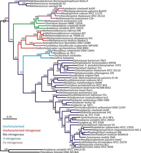 Nitrogenase Phylogeny