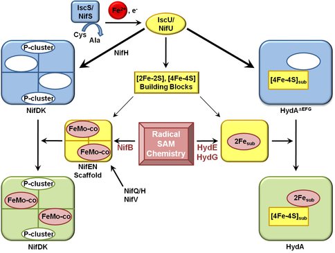 Key Features of Nitrogenase and Hydrogenase Maturation