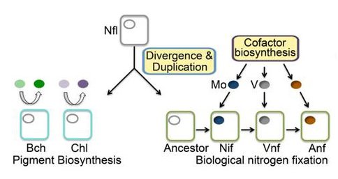 Model for the Evolutionary Origin of Nitrogenase