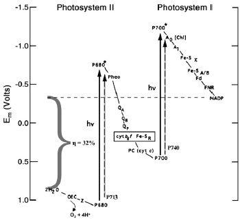 The Z-Scheme of Oxygenic Photosynthesis, With Chl a vs. With Chl D.