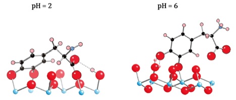 Adsorption Motifs of <span class="caps">DOPA</span> on L