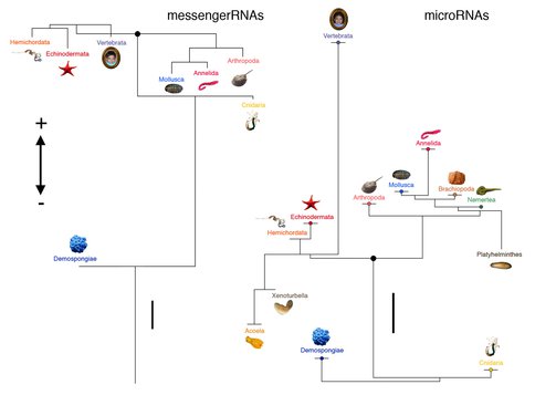 Acquisition and Secondary Loss of Messenger RNAs (mRNAs, Left) and microRNAs (miRNAs, Right).