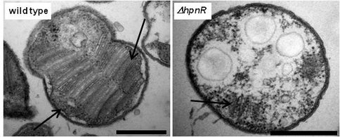 Compsomised Membranes in a Deletion Mutant of Methylococcus Capsulatus