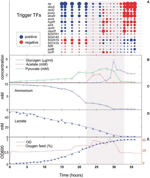 Sensing of Environmental Changes During Aerobic Growth of Shewanella Oneidensis