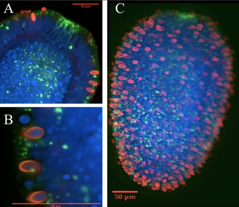 Expression of a <span class="caps">PAX</span> Homeodomain Gene in the Larva of the Jellyfish Aurelia