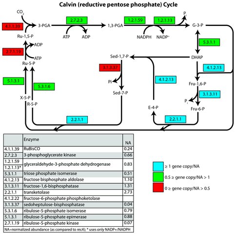 Relative Abundance of Calvin Cycle Genes in an Archean-Analog Biofilm Metagenome