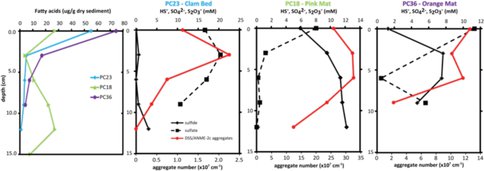 Biosignatures of Sulfate Reducing Bacteria in Methane Seep Sediments