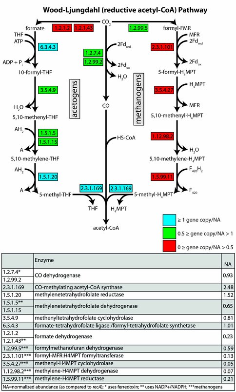 Relative Abundance of Wood-Ljungdahl Pathway Genes in an Archean-Analog Biofilm Metagenome