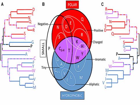 Early and Late Amino Acids