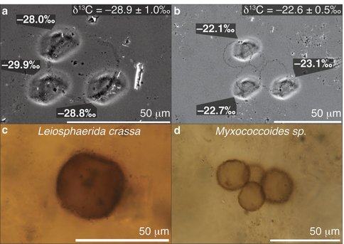 In Situ Carbon Isotope Analyses of Two Species of Microfossil From the 750 Ma Chichkan Fm.