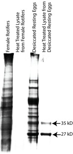 Figure 3. Isolation of Thermostable Proteins From Brachionus Manjavacas.