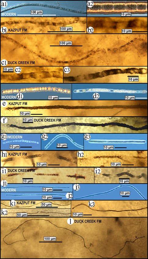 Comparison of Modern and Ancient Microbiota