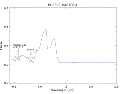 Spectral Albedo of Purple Bacteria