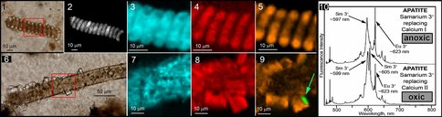 Apatite-Permineralized Organic-Walled Microfossils From the Cambrian of South Kazakhstan