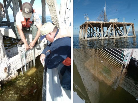 Salton Sea Settling Plates for Acaryochloris Biofilm Growth