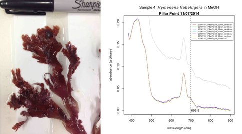 Chlorophyll D From Red Algae Samples From Pillar Point, Half Moon Bay, CA