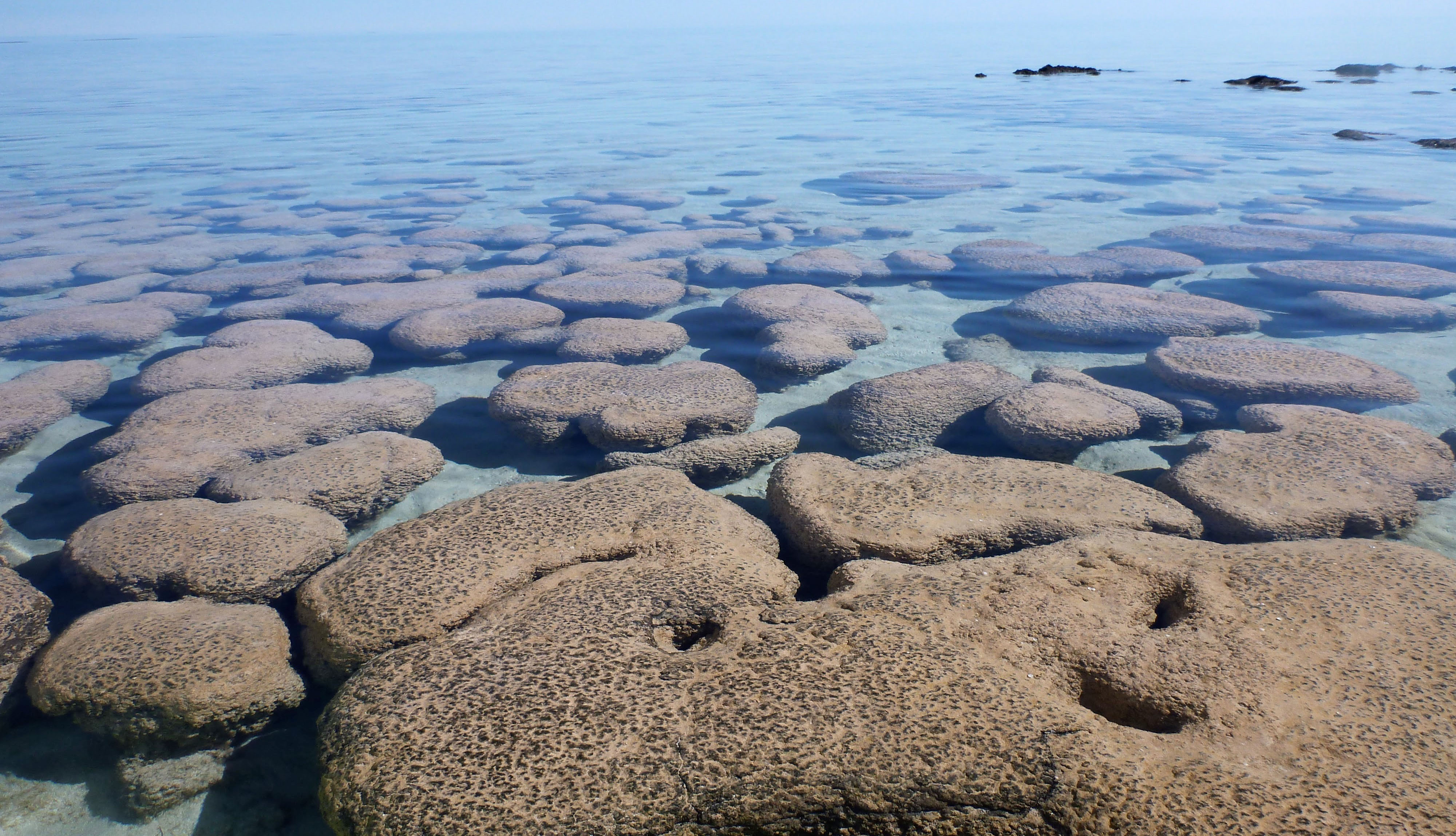 Photo of stromatolites in Shark Bay, Western Australia. Scientists have found evidence for ocean oxygenation happening at an earlier date than the Great Oxygenation Event in Mt. McRae Shale in Western Australia. Source: A. Anbar / ASU Image credit: None