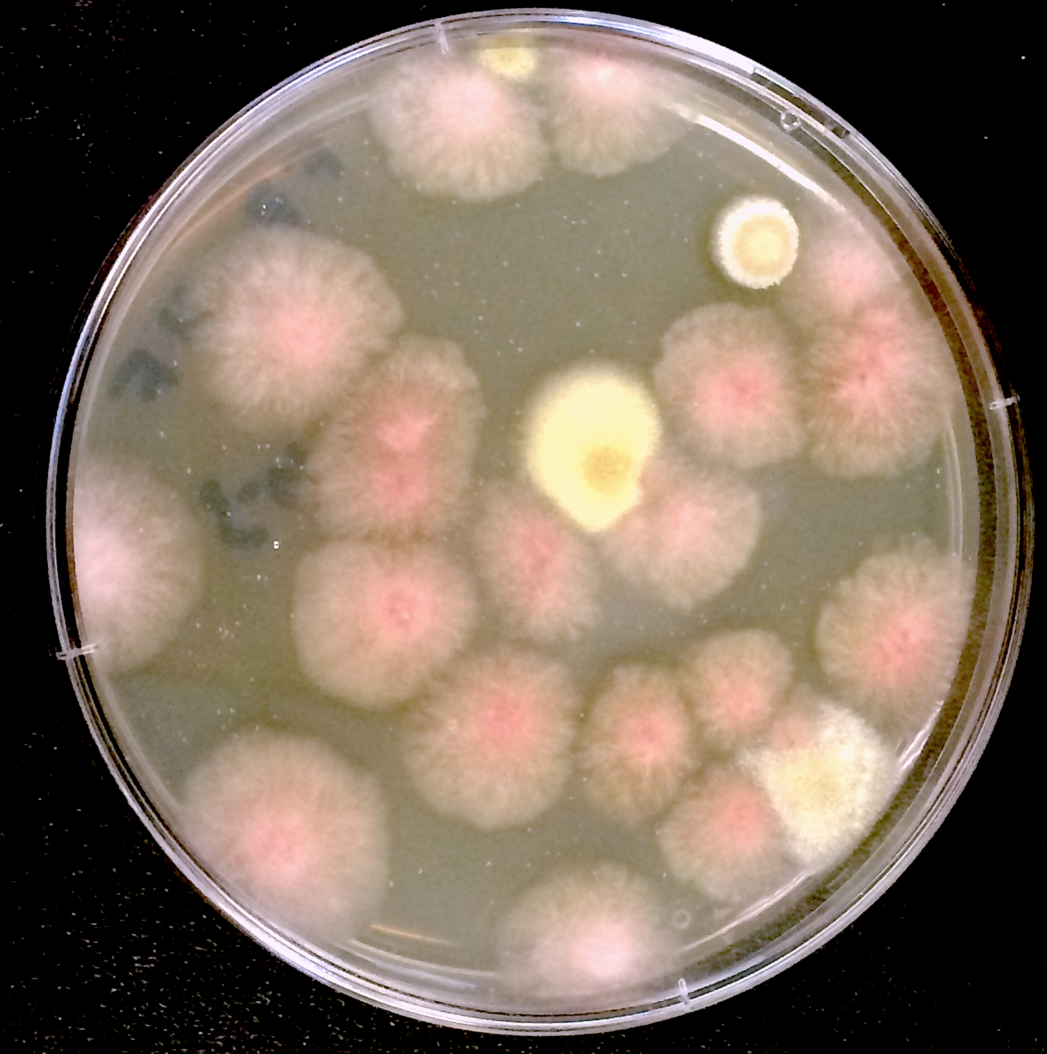 Colonies of fungi grown on the International Space Station, one of many extreme environments researchers are studying to see how microbes behave. Image credit: NASA/JPL-Caltech