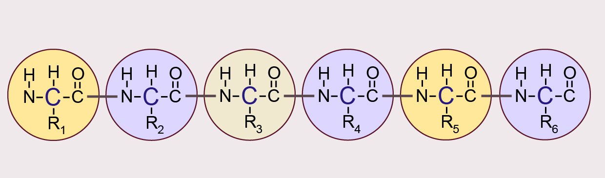 Diagram of a simple peptide chain. Peptides are  compounds made up of two or more amino acids linked together. Different amino acid residues are represented by 'R.'