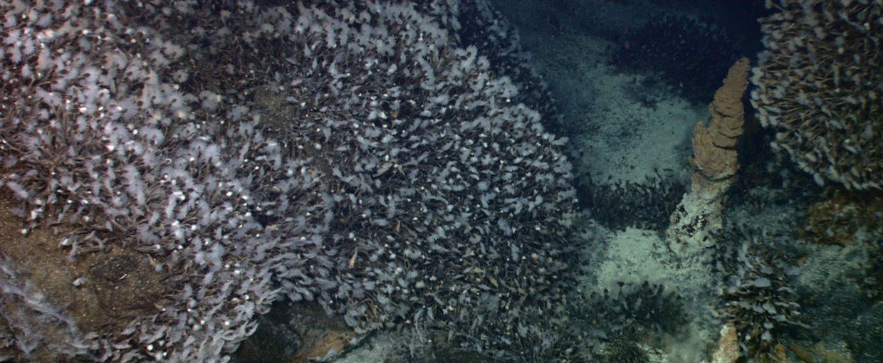 Stalked barnacles from the vent fields at the Kawio Barat volcano, Western Pacific. Credit: NOAA Okeanos Explorer Program, INDEX-SATAL 2010