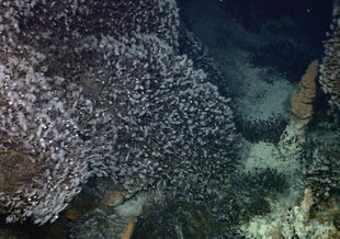 Stalked barnacles from the vent fields at the Kawio Barat volcano, Western Pacific. Credit: NOAA Okeanos Explorer Program, INDEX-SATAL 2010