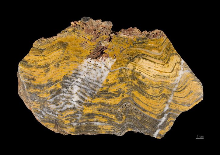 A fossil stromatolite, with clear laminations, from Strelley Pool in Western Australia.