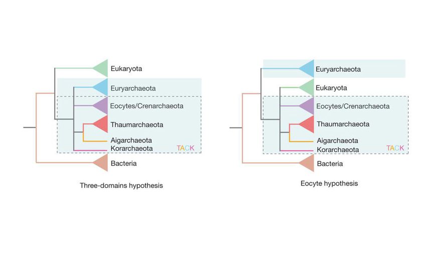 Three-domain model (left). Archaea (blue-shaded box) is divided into different groups, some of which form the TACK supergroup (dashed-line box). On the right is the two-domain, or eocyte, model. In this case, Eukaryota is one branch within Archaea. 