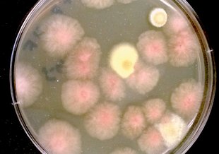 Colonies of fungi grown on the International Space Station, one of many extreme environments researchers are studying to see how microbes behave.