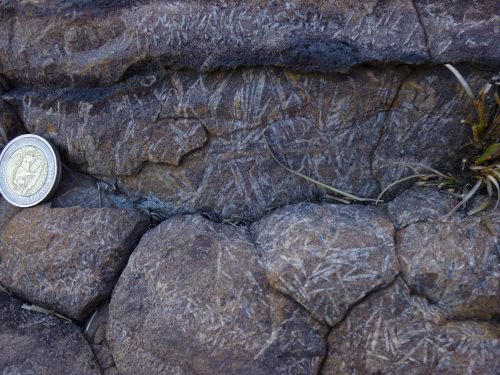 Field photo of barite. Barite blades are seen as white linear structures and granular barite fills the space in between the blades. Aaron Satkoski, UW–Madison