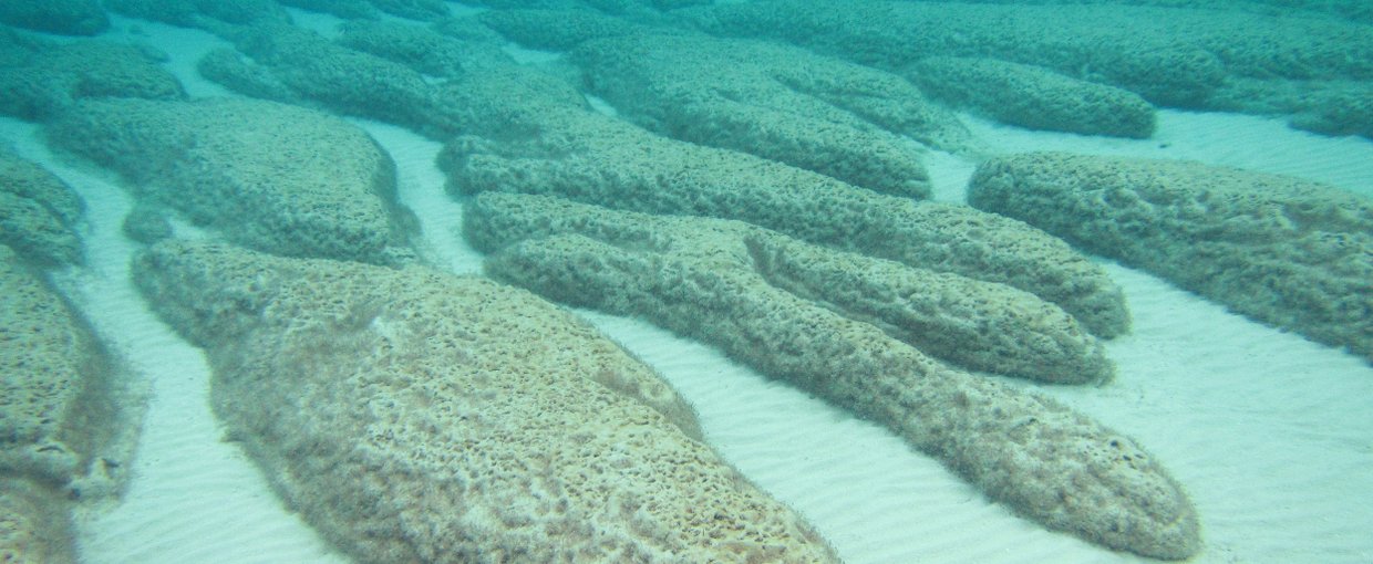 Elongate nested stromatolites colonized by pustular mat in the Spaven Province on the western margin of Hamelin Pool.