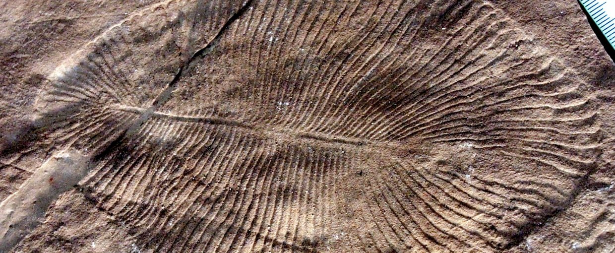 Example of a fossil from the Ediacara biota. Source: Wikimedia Commons